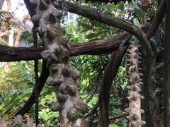 -中国科学院西双版纳热带植物园