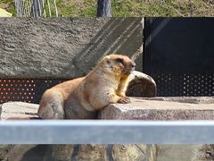 -沈阳森林动物园