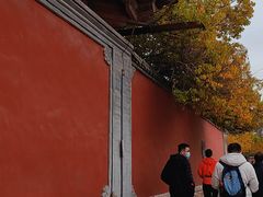 -塔尔寺-菩提树