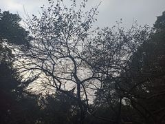 -杭州植物园