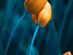 -静岸花卉园艺(三星坊店)