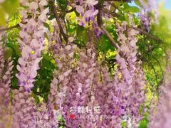 -嘉定紫藤园