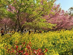 -古柏渡丰乐樱花园