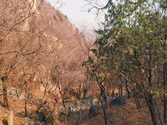 -北京鹫峰国家森林公园
