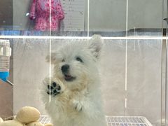 -翊宠yipet猫狗购宠庄园