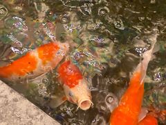 -汤泉良子.足疗按摩.SPA(中关村店)