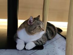 -喵园·猫主题咖啡厅·撸猫·猫咖(国贸店)