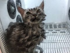 -优米宠物美容(体育场路店)