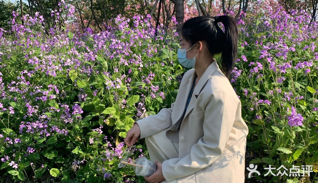 平湖探店｜我在中埭等你，樱花里等你