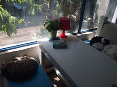 Anne猫窝咖啡屋-Anne猫窝咖啡屋