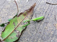 -北京西山国家森林公园