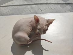 -飞行喵MR PILOT|猫舍·猫咖(静安大融城店)