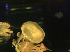 -欢乐海岸海洋奇梦馆