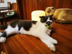 -喵园·猫主题咖啡厅·撸猫·猫咖(国贸店)