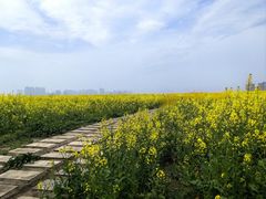 -西山漾湿地公园