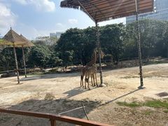 -深圳野生动物园