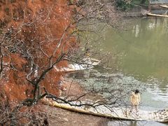 -东湖落雁景区