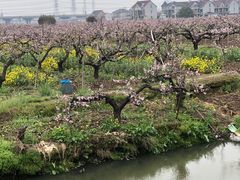 -南汇桃花村