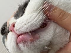 -芭比堂动物医院(广州爱宠下渡路分院)