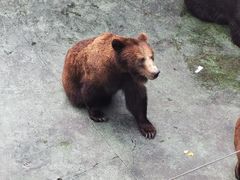 -深圳野生动物园