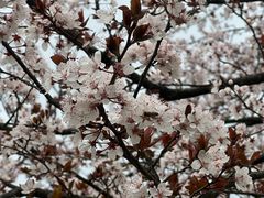 -两河城市森林公园