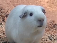 -上海大自然野生昆虫馆(东方明珠·爬宠昆虫探索中心)