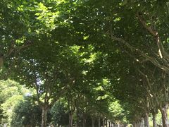 -上海鲜花港