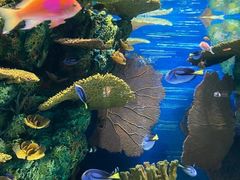 -上海海洋水族馆