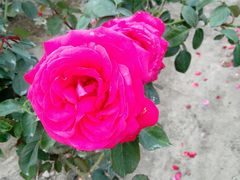 android_upload_pic-亚龙湾国际玫瑰谷