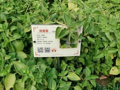 -广州神农草堂中医药博物馆