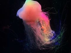 -海合安成都极地海洋公园