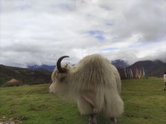 -硗碛藏寨·神木垒景区