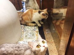 -more than meow吴止猫主题餐厅(承德 中船汇店)