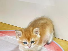 -青奢宠物·青奢猫舍