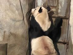 -深圳野生动物园