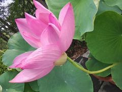-莲花池公园