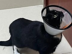 -艾贝尔宠物医院 ·内科全科(梁溪路店)