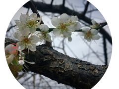 -广州市流溪河国家森林公园