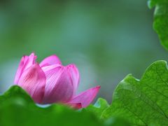 -陈家山荷花公园