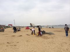-碧海金沙