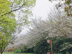 -上海滨江森林公园