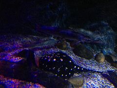 -暹罗海洋世界