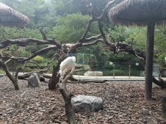 -熊猫自助餐厅.萌趣城堡(长隆熊猫酒店)