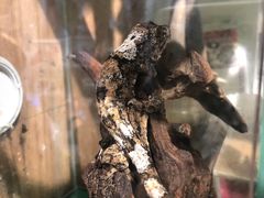 -酷以爬仙阁实体爬宠店·守宫·蜥蜴·专业繁育