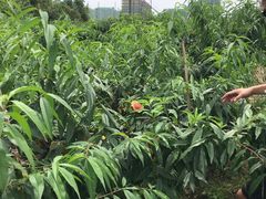 -南汇新场正宗水蜜桃采摘