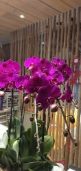 点击看大图 -花隐瑜伽·普拉提·红绳