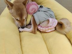 -逗柴咖啡屋·狗咖猫咖宠物桌游