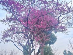 -广富林郊野公园