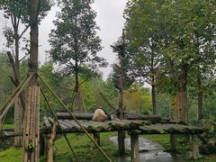 -都江堰中华大熊猫苑