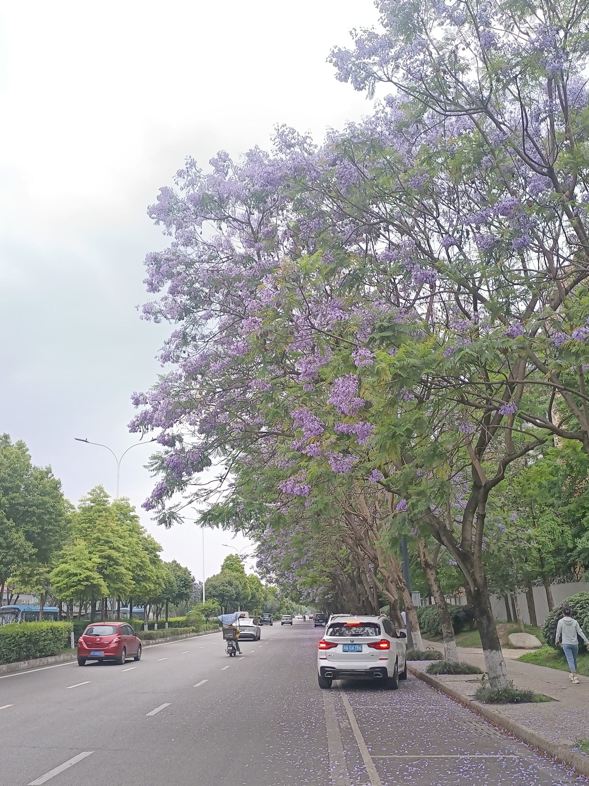 武晋路的蓝花楹